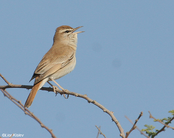 חמריה חלודת  זנב  Rufous Bush Robin                              Cercotrichas galactotes  נאות סמדר ,הערבה ,מאי 2008.